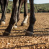 Rutas a caballo en Suances