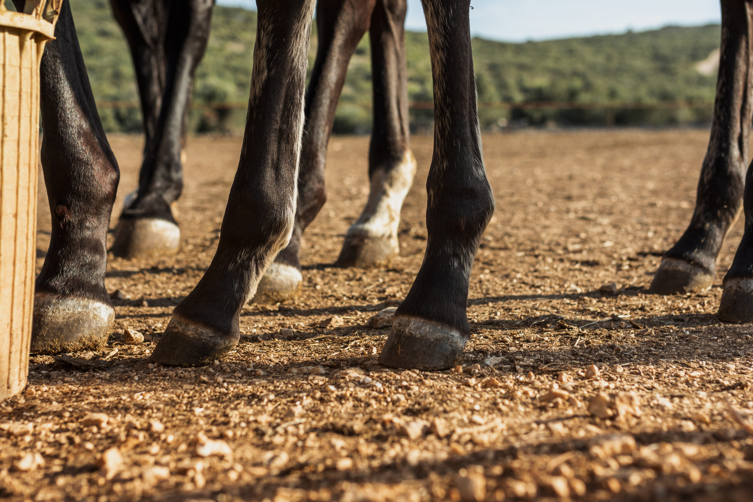 Rutas a caballo en Suances