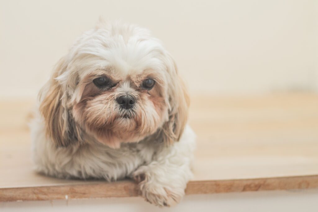 Hotel en Cantabria que admite mascotas